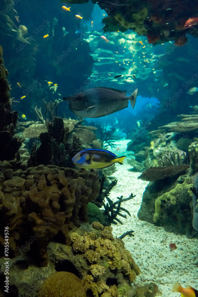 Obraz premium Fish and coral in the aquarium with marine water. Vertical image