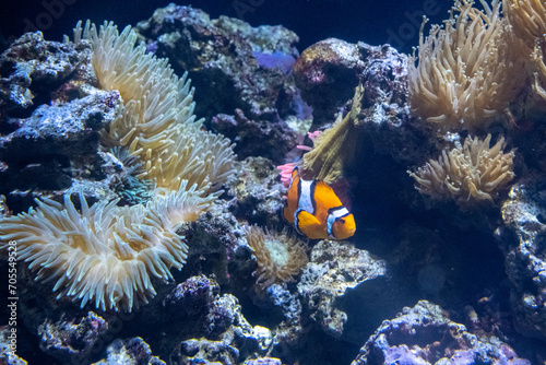 CLOWN ANEMONEFISH (Amphiprion ocellaris)