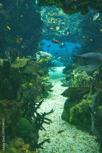 Fish and coral in the aquarium with marine water. Vertical image