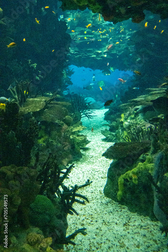 Fish and coral in the aquarium with marine water. Vertical image