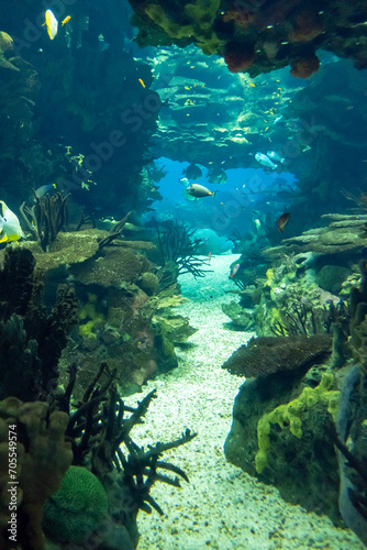 Fish and coral in the aquarium with marine water. Vertical image © Otávio Pires