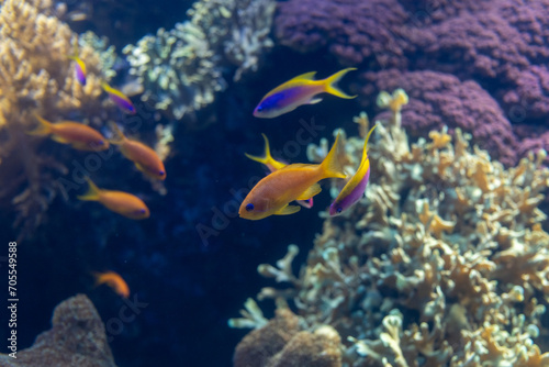 Fish tank with marine water full of colorfull fishes