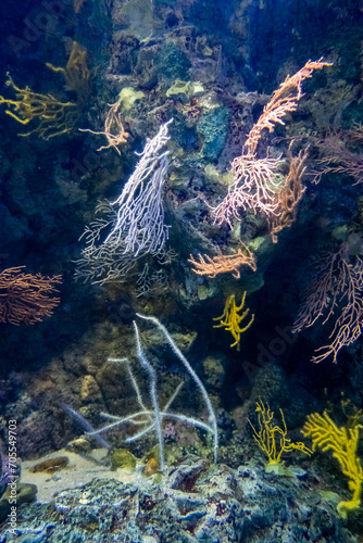 Vertical undewater scene with PINK SEA FAN (Eunicella verrucosa) photo