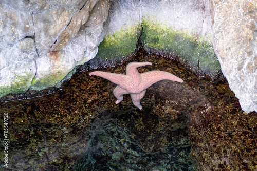 Common Starfish, Asterias rubens in a strange position on a beach or on rocks photo