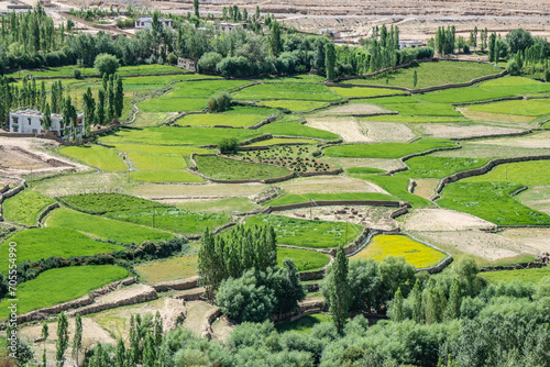 Beautiful views of the Himalayas, green fields in the mountains, Ladakh