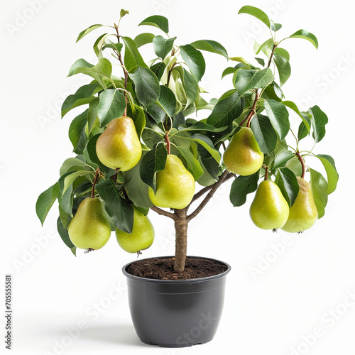 The potted pear tree is full of fruit