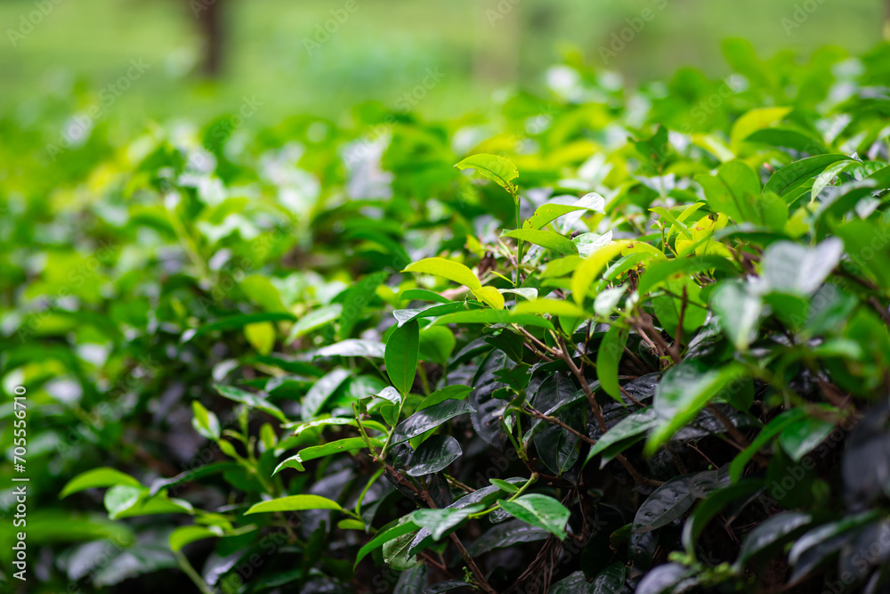 Beautiful morning view of Tea Plantation, fresh and green landscape Beautiful morning view of Tea Plantation, fresh and green landscape