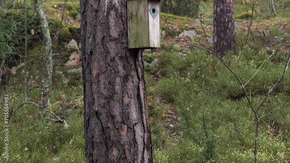 Wooden rustic birdhouse on a tree in forest, shelter for birds Wooden rustic birdhouse on a tree in forest, shelter for birds