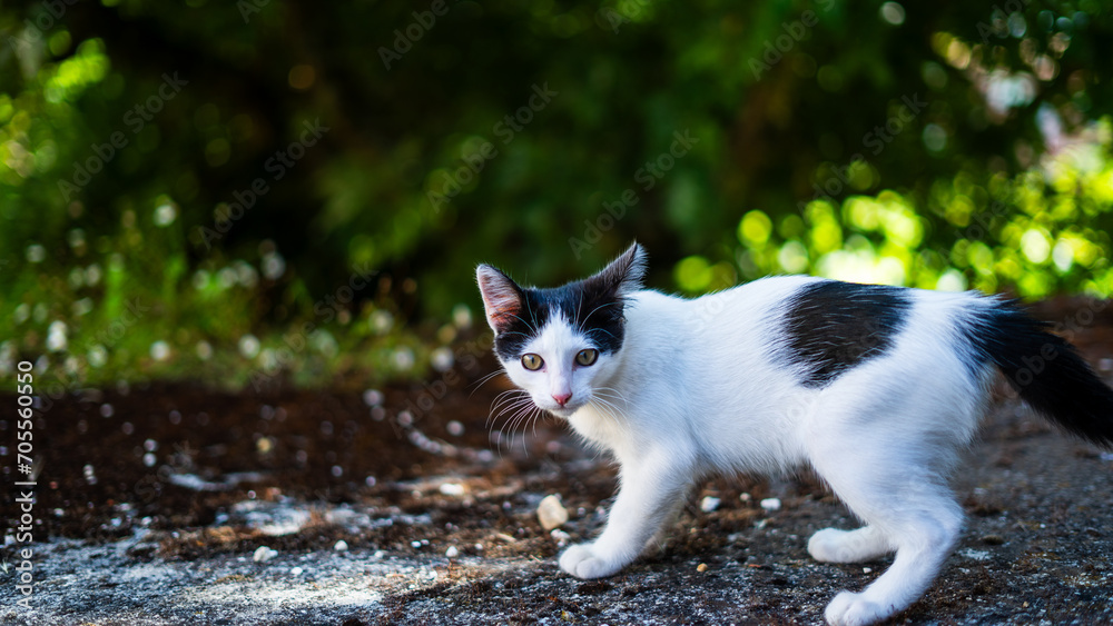 Black and white cat standing in the garden looking at the camera Black and white cat standing in the garden looking at the camera