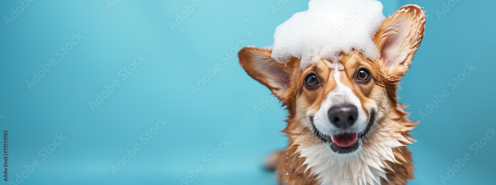 happy wet corgi dog taking bath with soap foam on his head . blue background. copy space	 - obrazy, fototapety, plakaty 