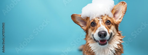 happy wet corgi dog taking bath with soap foam on his head . blue background. copy space	 photo