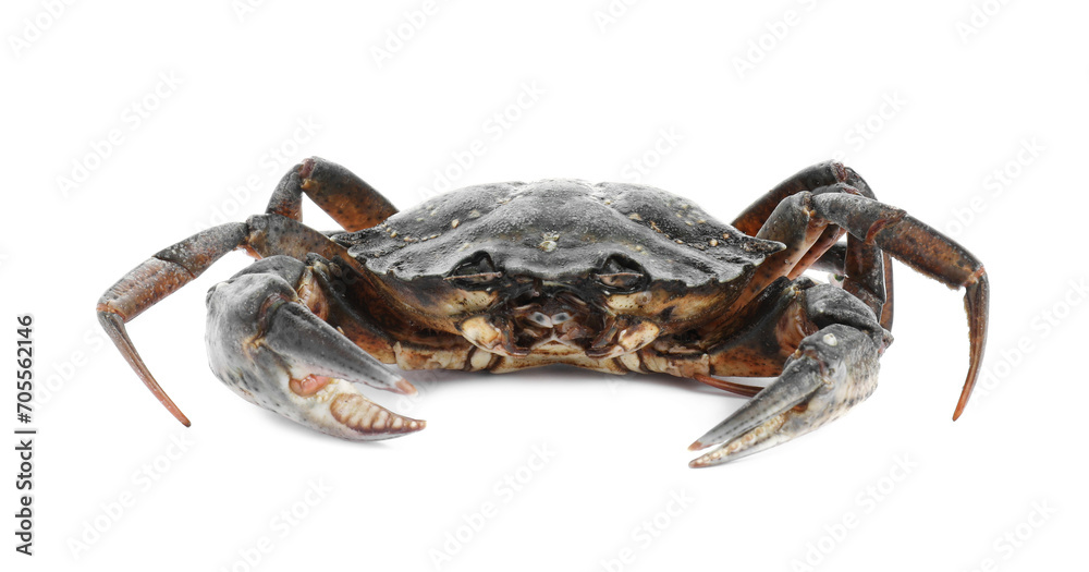 One fresh raw crab isolated on white