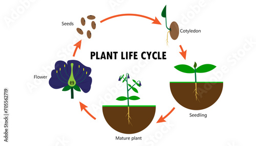 Plant life cycle drawing diagram