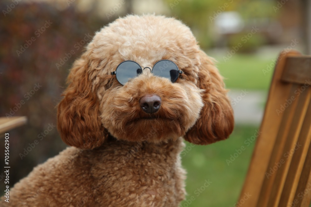 Cute fluffy dog in sunglasses on blurred background Cute fluffy dog in sunglasses on blurred background