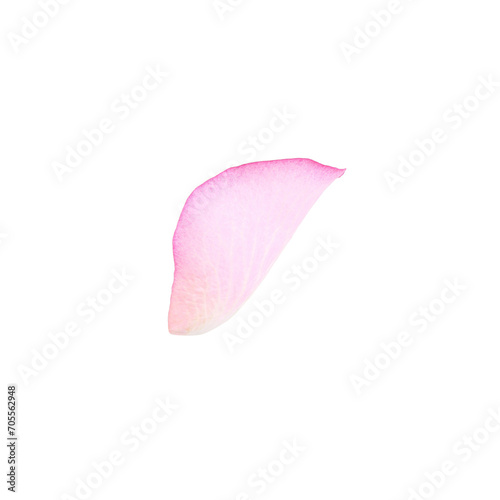 Tender pink rose petal isolated on white