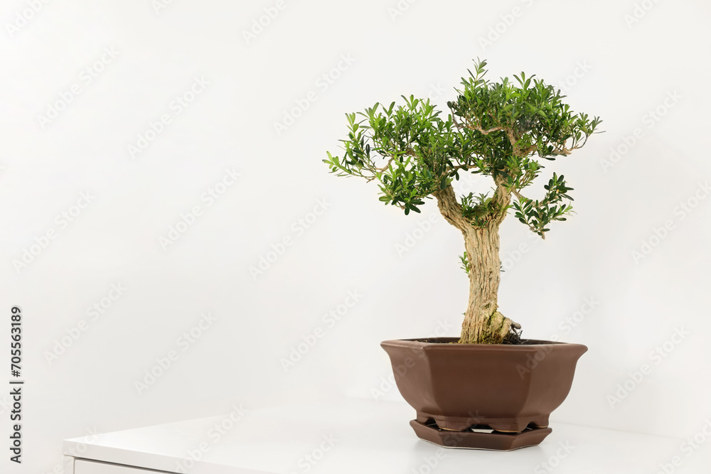 Beautiful bonsai tree in pot on table against light wall, space for text Beautiful bonsai tree in pot on table against light wall, space for text