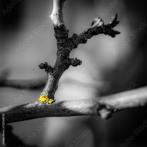 Lichen