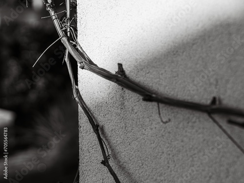 Bough
