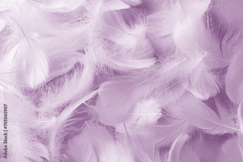 Fototapeta premium Fluffy purple feathers as background, top view
