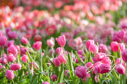 Pink tulips in sunlight, close up of tulip flowers in flower garden, tulips with water drop and backlight flora wallpaper background.
