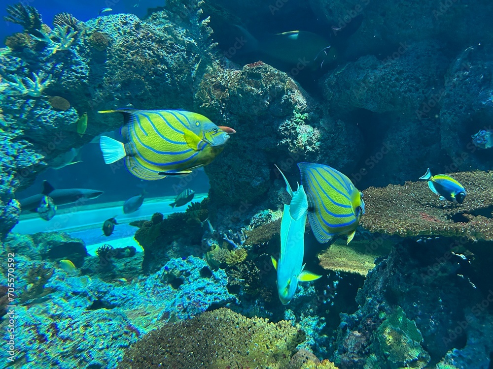 Fototapeta premium seaworld