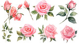 Watercolor elements pink, red and blue roses on a white background