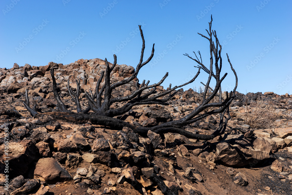 Burnt branches at the side of the road after fire in Tenerife. Canary Island, Spain Burnt branches at the side of the road after fire in Tenerife. Canary Island, Spain