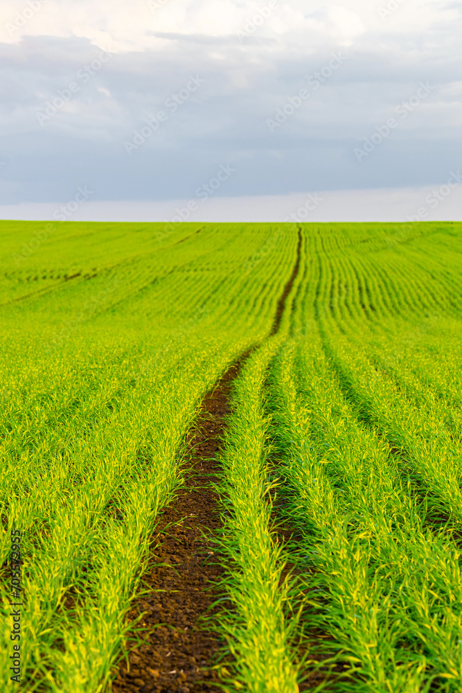 field with young wheat sprouts, shot with shallow depth of field. field with young wheat sprouts, shot with shallow depth of field.