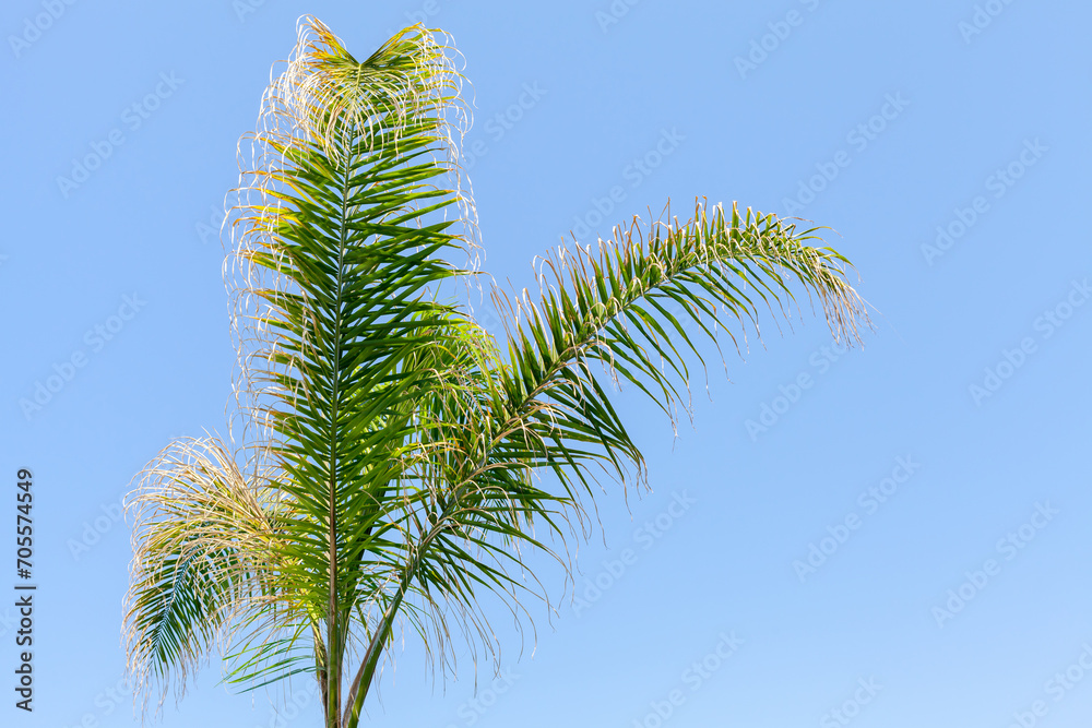 Green palm leaves are under blue sky. Syagrus romanzoffiana Green palm leaves are under blue sky. Syagrus romanzoffiana