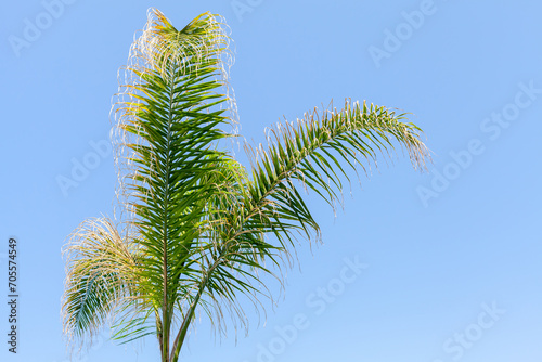 Green palm leaves are under blue sky. Syagrus romanzoffiana photo
