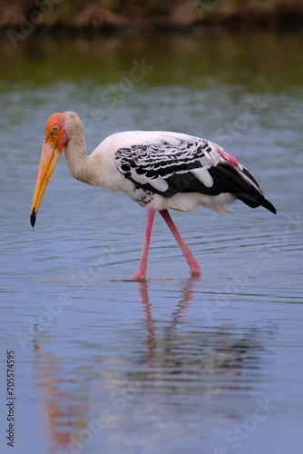 Painted Stork Walking and looking for food in the shallow water near the river.