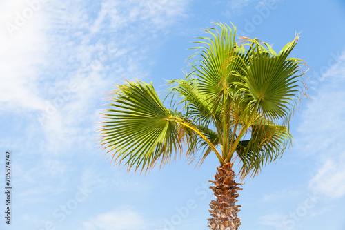 Tableau sur toile A palm tree is under blue sky on a sunny day