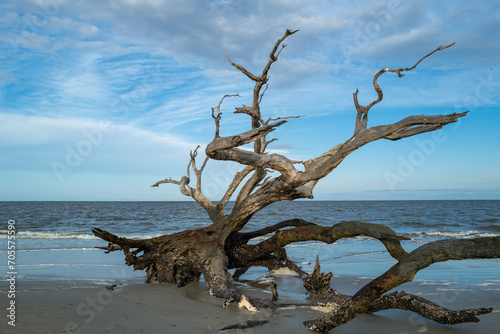 Dry trees on the sandy shore of a wide beach against the backdrop of a cloudy sky  Driftwood Beach  Georgia