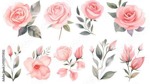 Watercolor elements pink roses on a white background