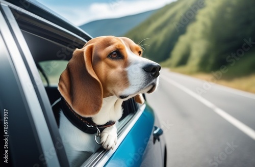 A dog of the Beagle breed sits in a car and looks out the window © Iulia