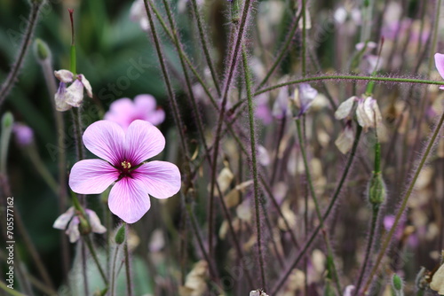 Pink Lilane Blume photo