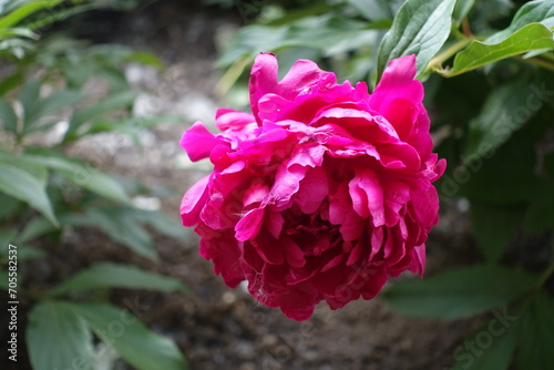 Fuchsia colored flower of common peony in May