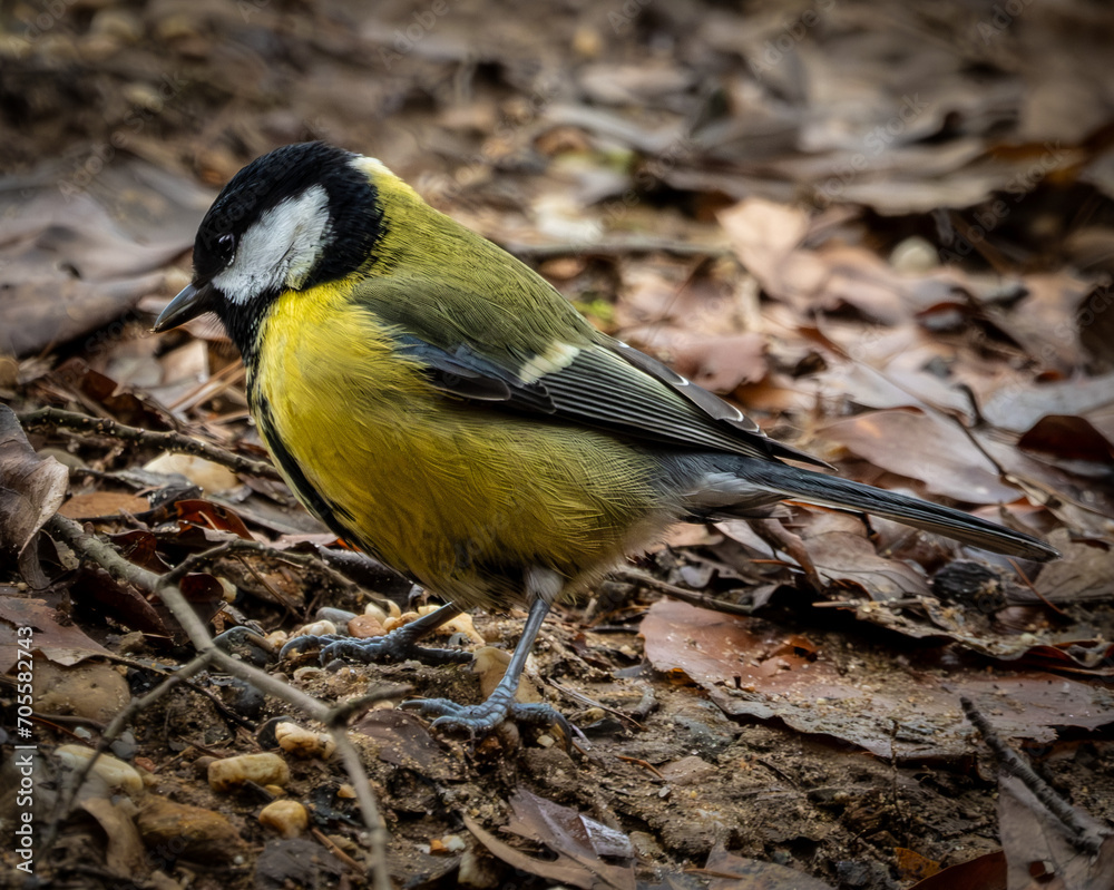 Fototapeta premium Kohlmeise