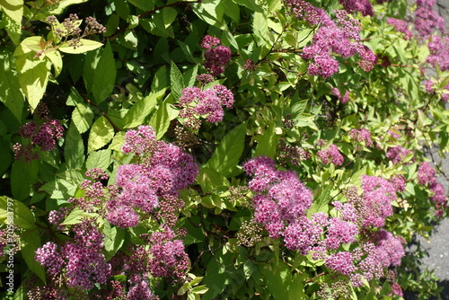 Plentiful pink flowers and buds of Spiraea japonica in June photo