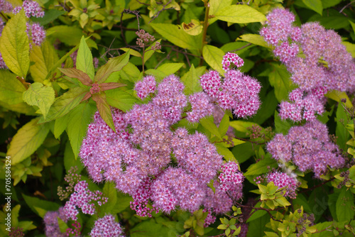 Profusion of pink flowers of Spiraea japonica in mid June photo