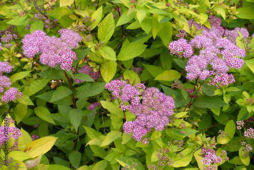 Three clusters of pink flowers of Spiraea japonica in mid June photo