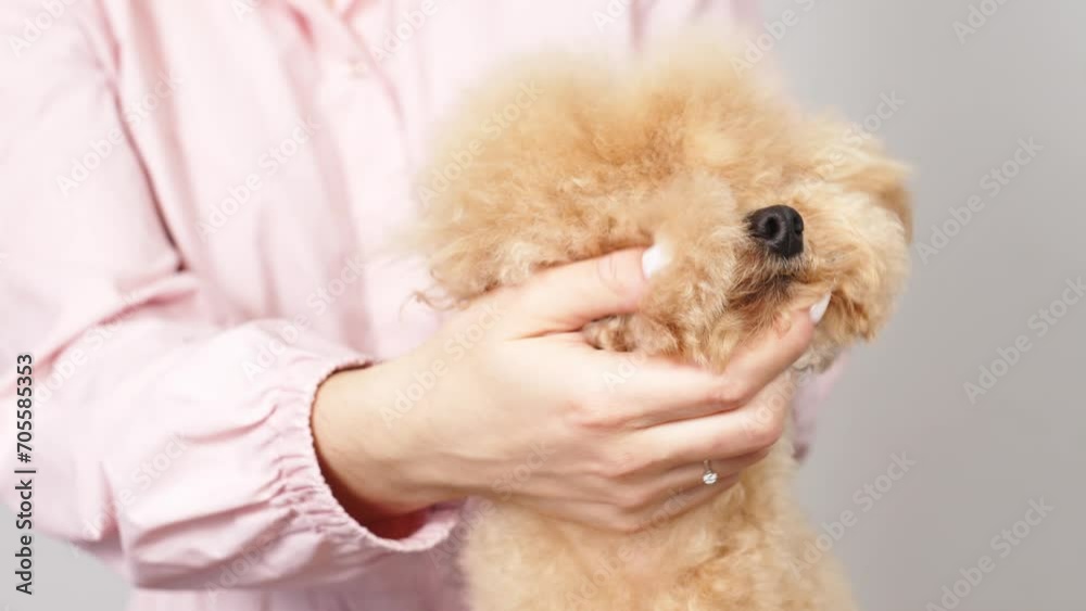 A female veterinarian or groomer checks the coat of a small poodle. The hands of a professional gently stroke the puppy’s fur. A female veterinarian or groomer checks the coat of a small poodle. The hands of a professional gently stroke the puppy’s fur.