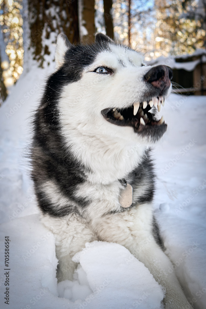 Angry growling husky dog. The Siberian Husky bared his teeth.
