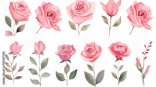 Watercolor elements pink roses on a white background