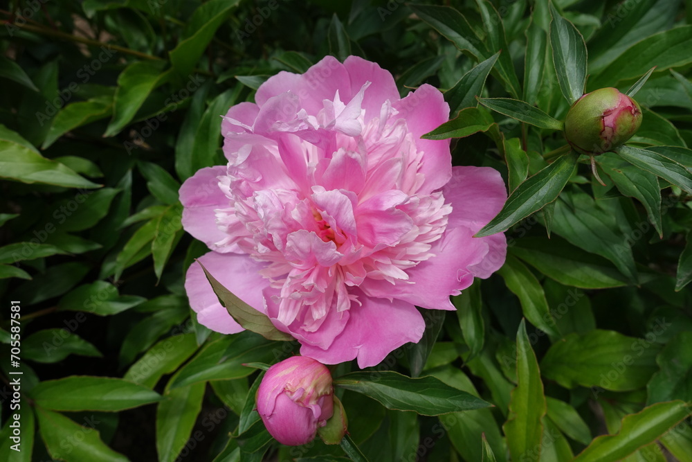 Flowering pastel pink common peony in mid May