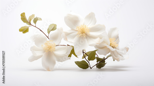 white magnolia flower isolated