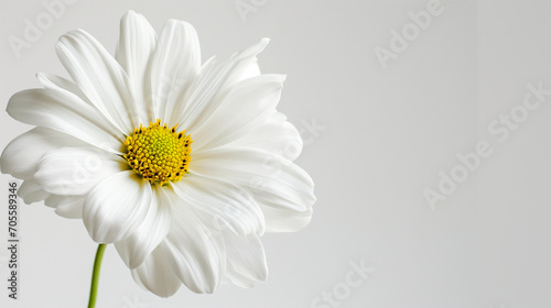 white daisy flower