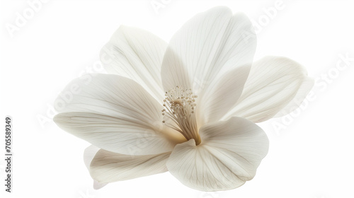white magnolia flower photo