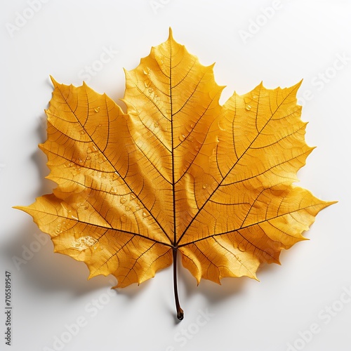 Maple leaf isolated on white Created with generative Ai 