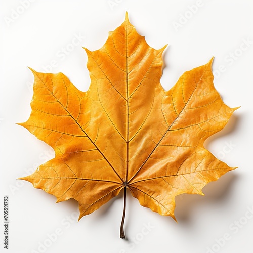 Maple leaf isolated on white Created with generative Ai 